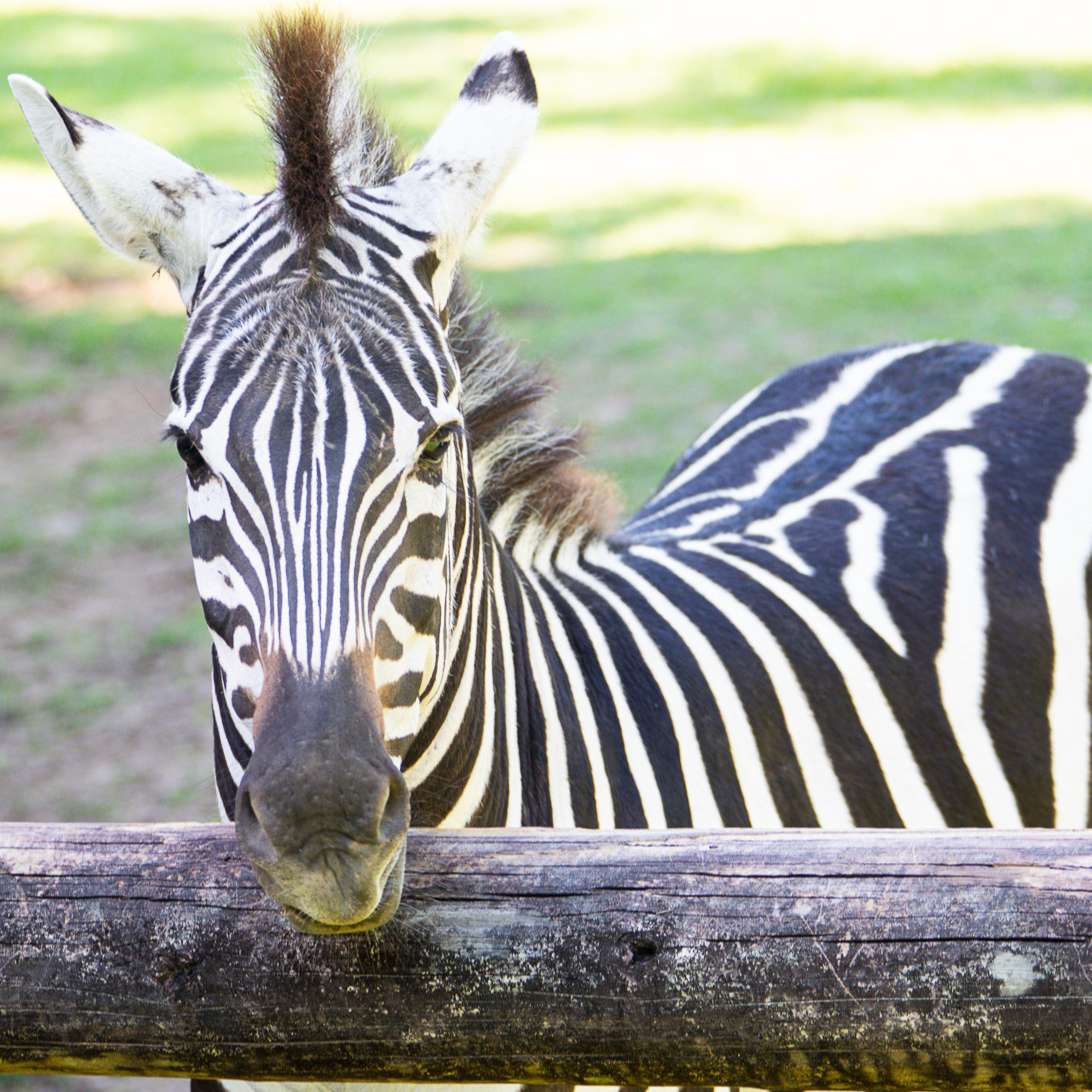 Zebras | Zoosiana