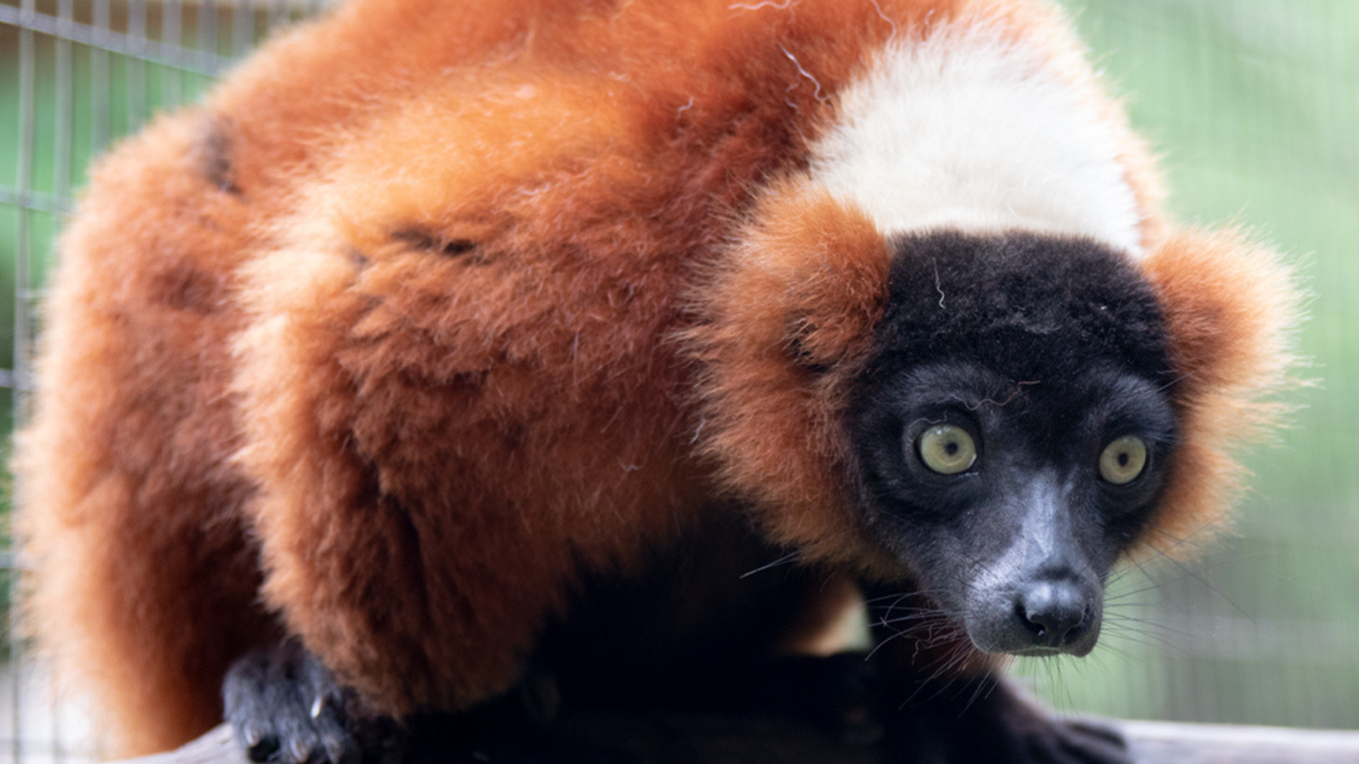 Lemurs | Zoosiana